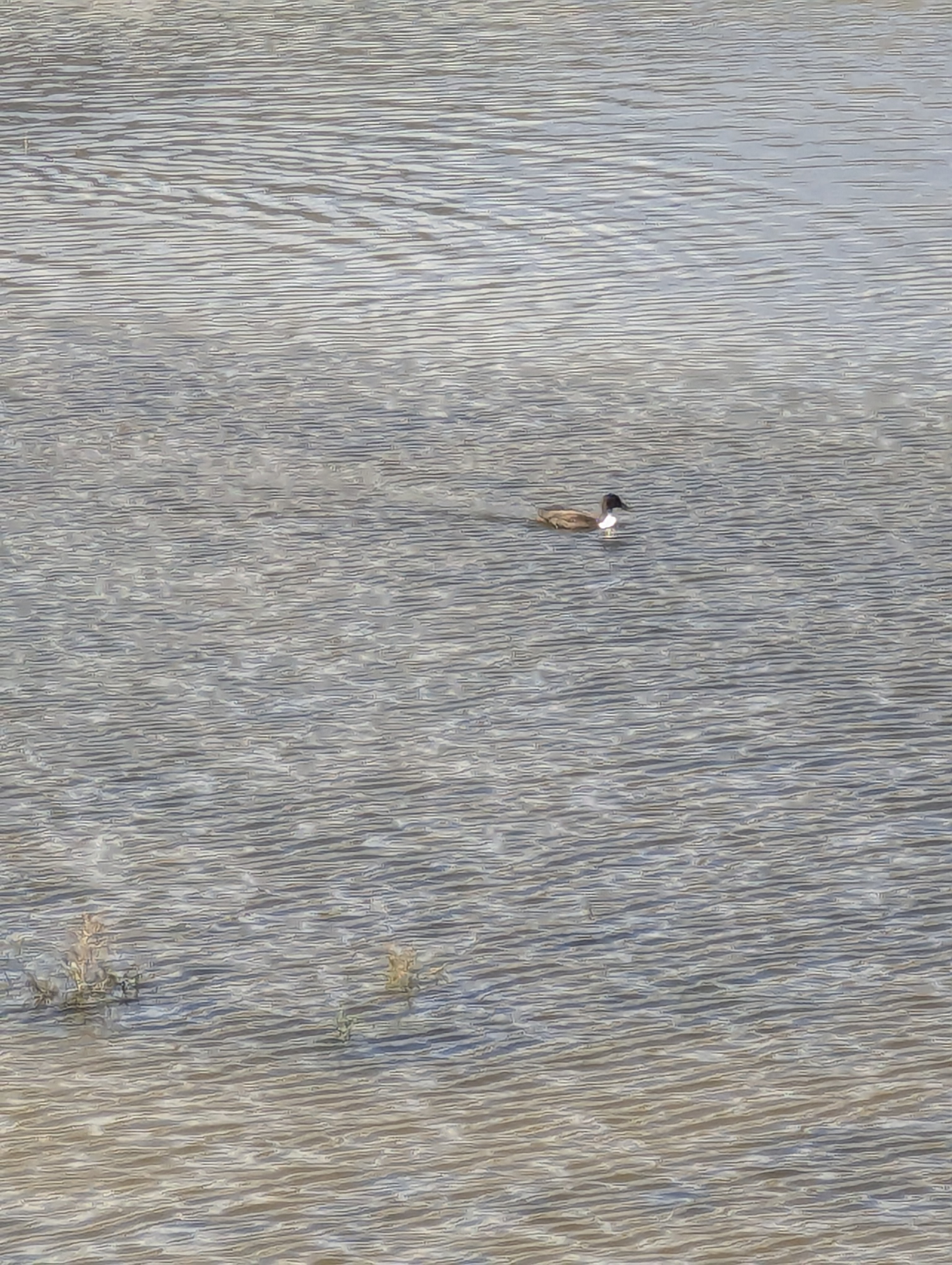 Duck Pond, Morrison, Colorado